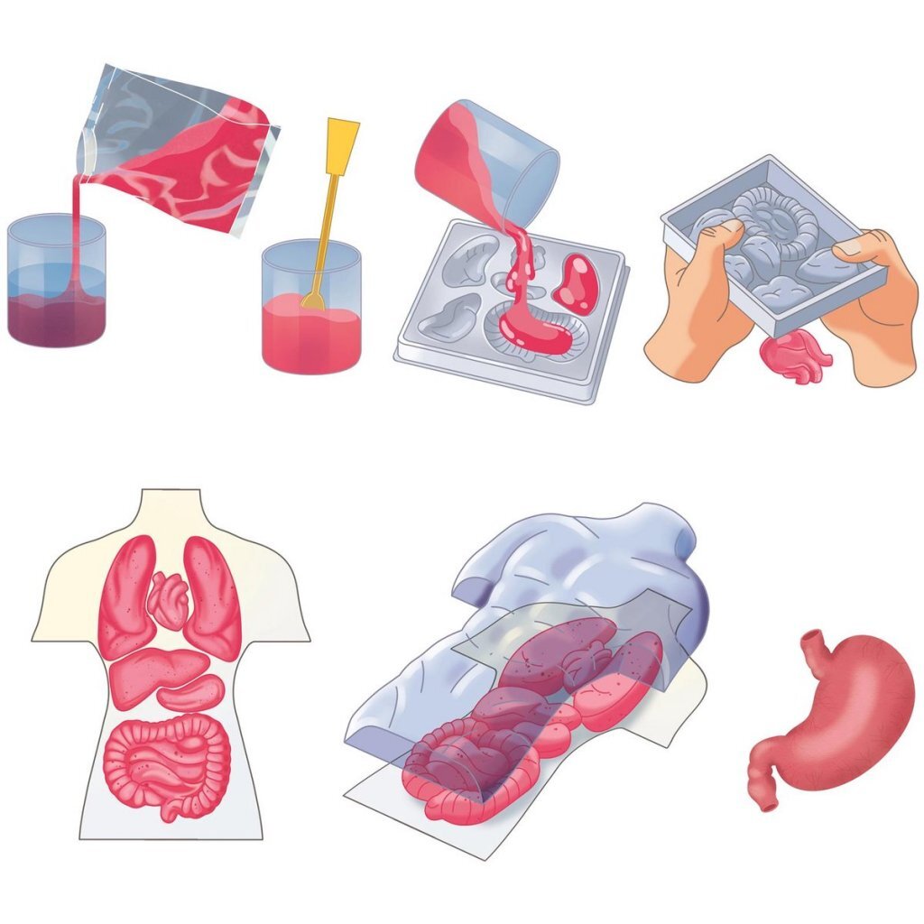 Clementoni Wetenschap &Amp; Spel Squishy Anatomie