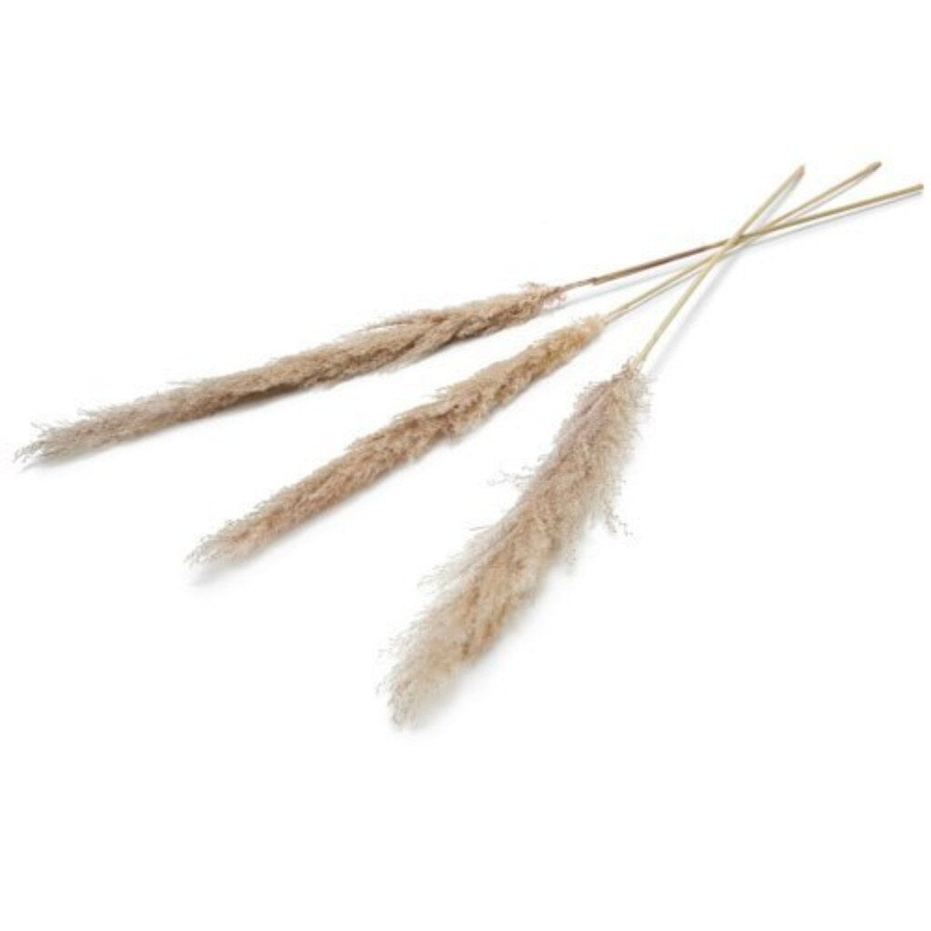 Diversen Pampas Kunstbloem 150 Cm Set Van 3 Naturel
