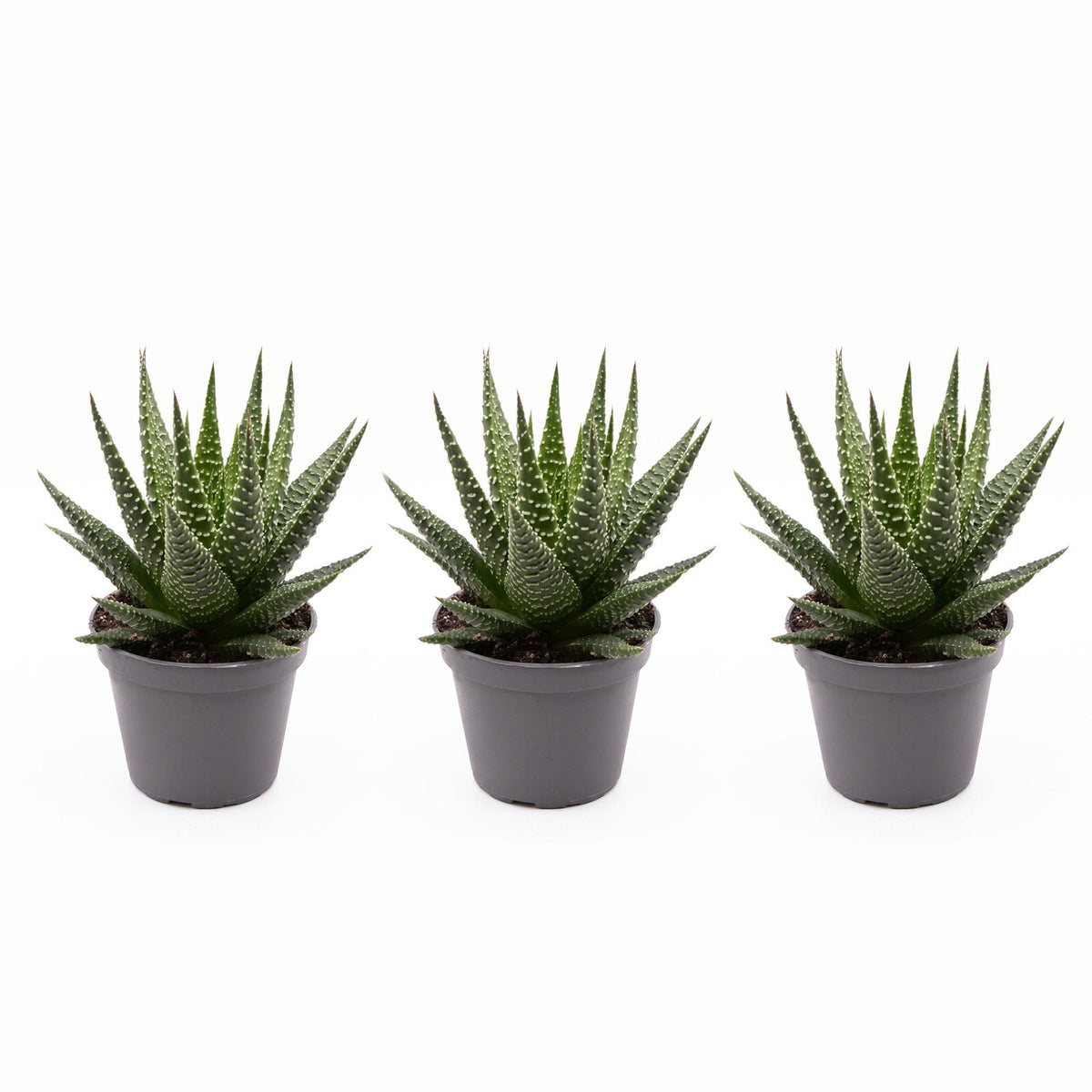 Haworthia Gasworthia - Mini Succulent - Potsize 5.5