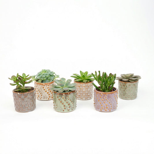 Succulents Set Of 6 In Ceramic Mini Pot Madrid - ↑ 8–12 Cm
