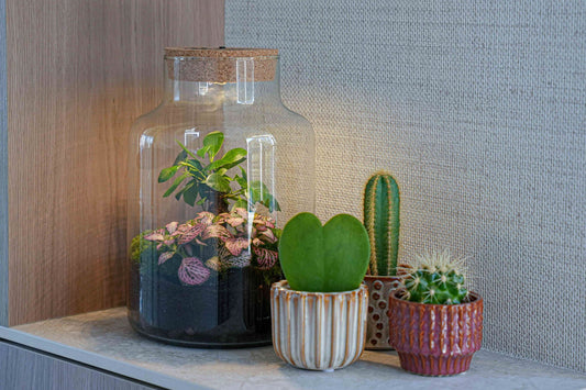 'Love Mom' Terrarium Little Milky + Engraved Cork With Light - Bottle Garden Diy Kit - Ø 17 Cm ↑ 25 Cm - Mother’s Day