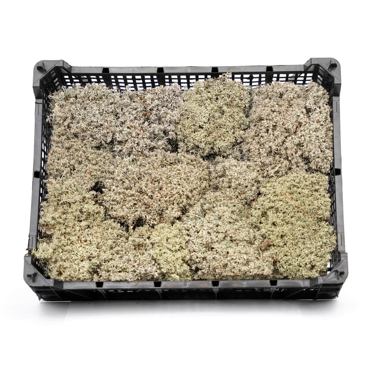 Silver Moss - Tray - 2 Layers Of 20 X 30 X 10 Cm - Real Moss