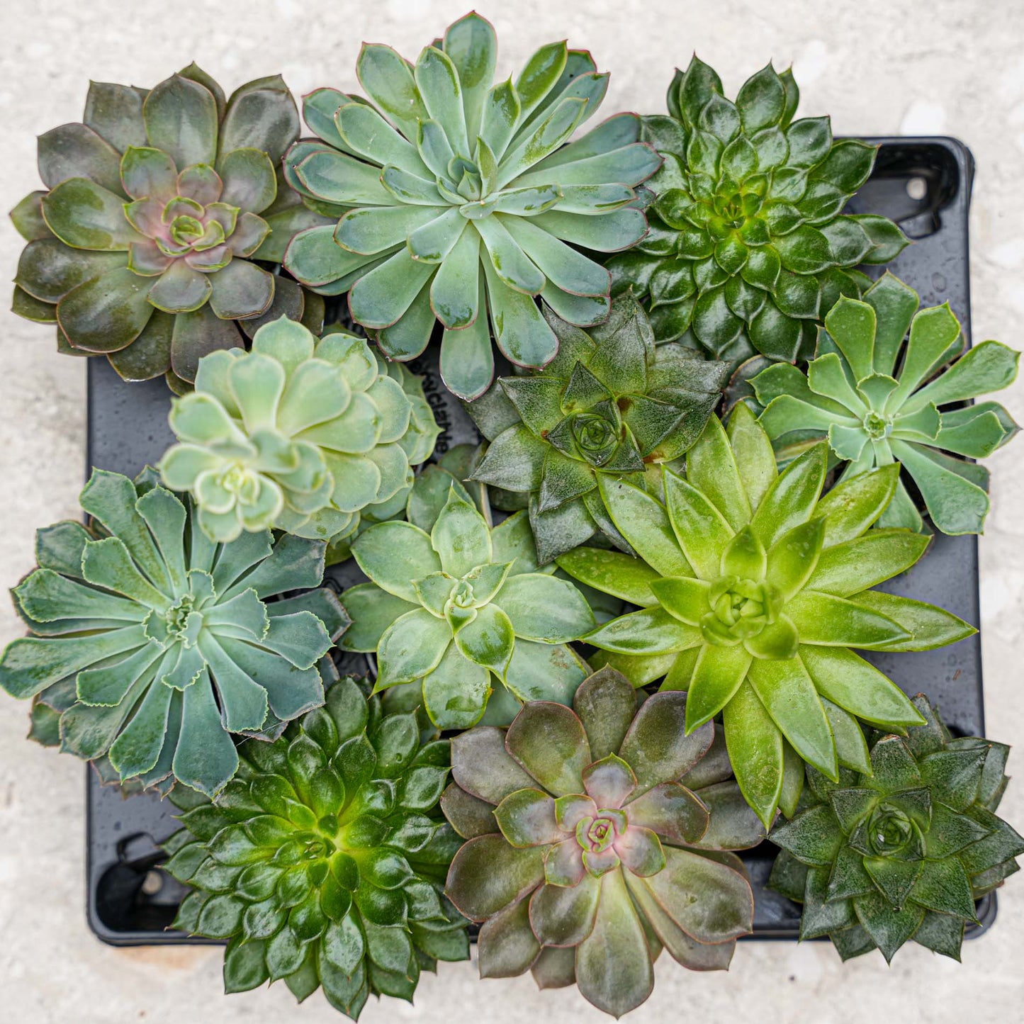 Set Of 3 - Succulent Mix Set - Assorted Succulents In 6 Cm Pots (8–12 Cm High)