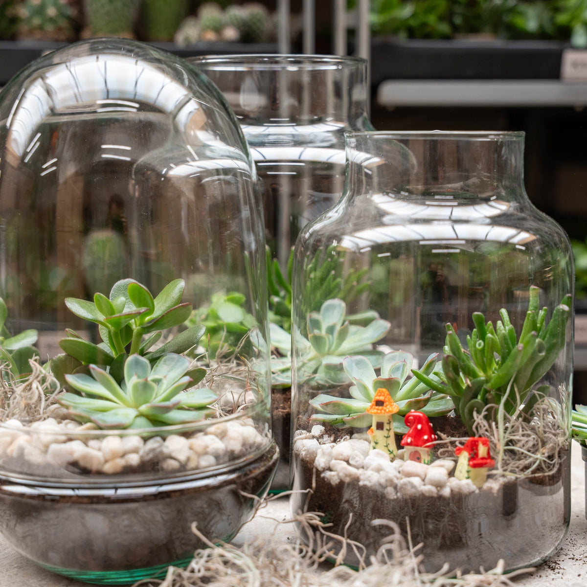 Little Milky Succulent - Open Terrarium - Bottle Garden Diy Kit - Ø 17 Cm ↑ 25 Cm