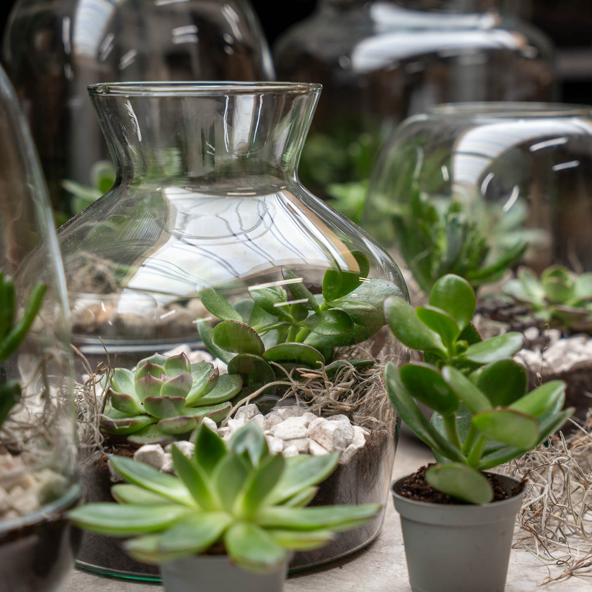 Little Joe Succulent - Open Terrarium - Bottle Garden Diy Kit - Ø 20 Cm ↑ 22 Cm