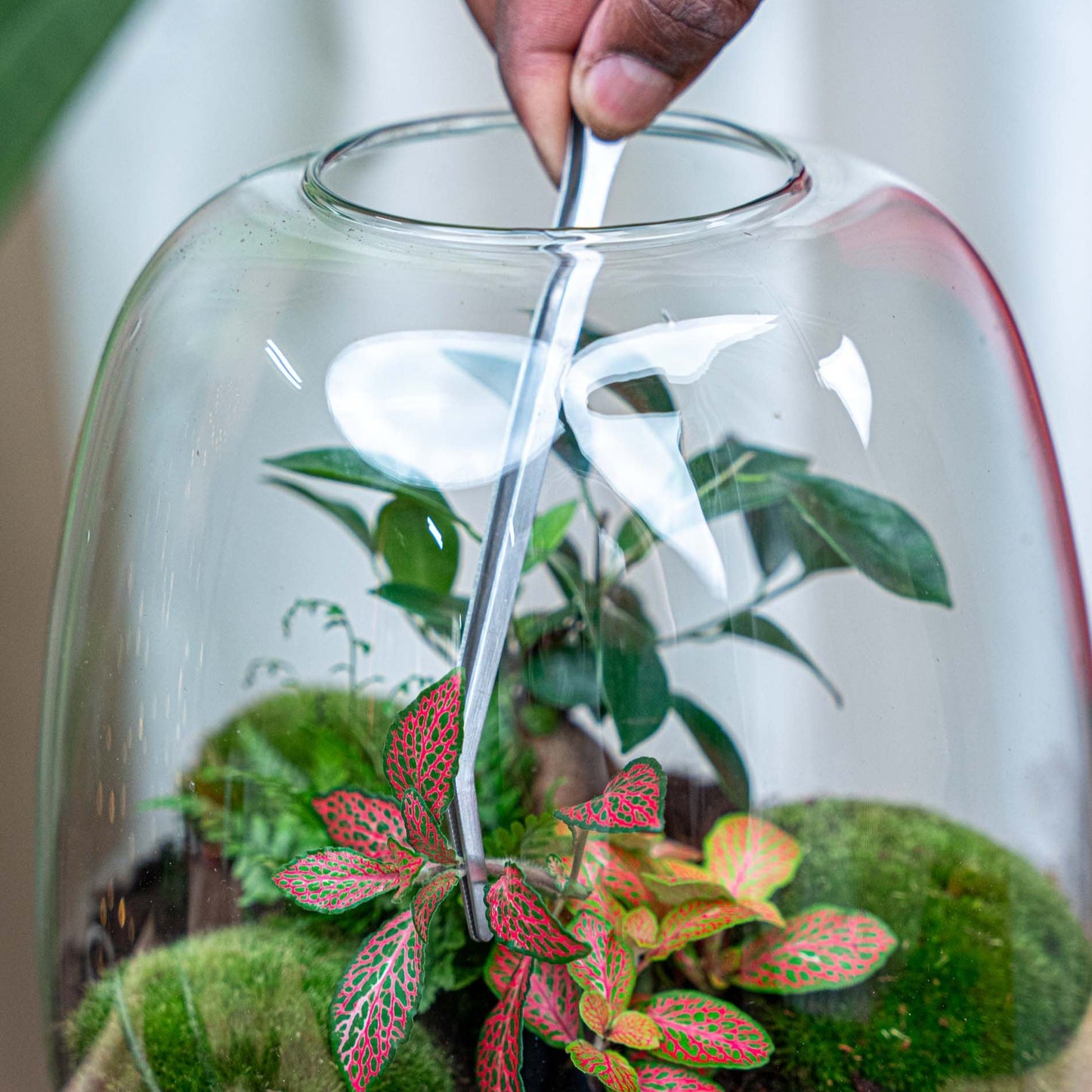 Extra Long Terrarium Tweezer - 26 Cm - Stainless Steel