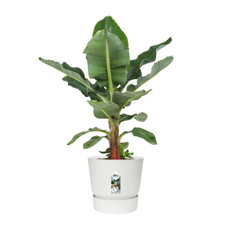 Bananenplant in Elho&reg; Greenville pot (DPmusa21)