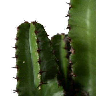 Euphorbia erytrea groen (ERY21)