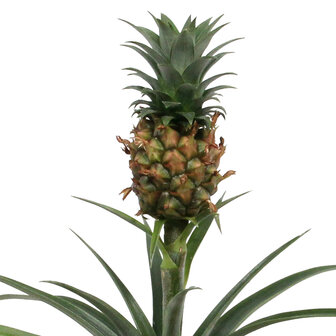 Ananas Corona single (Cor01)