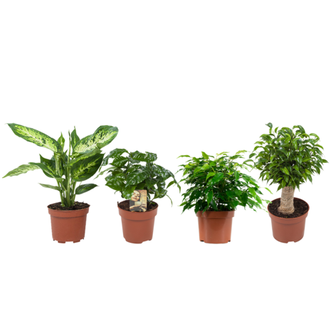 Combibox hippe kamerplanten (Ficus 'Green Kinky', Koffieplant, Dieffenbachia compacta, Ficus Natasja) ("Ficus Green Kinky, Coffea Arabica,Dieffenbachia Compacta , FICJUT12-1)
