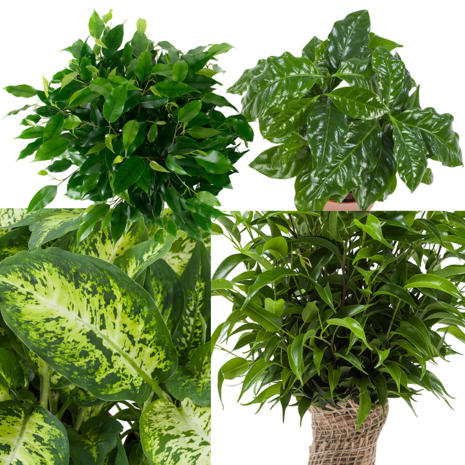 Combibox hippe kamerplanten (Ficus 'Green Kinky', Koffieplant, Dieffenbachia compacta, Ficus Natasja) ("Ficus Green Kinky, Coffea Arabica,Dieffenbachia Compacta , FICJUT12-1)