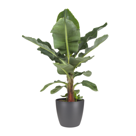 Musa bananenplant met Elho Brussels Round pot Antracite (DPmusa21)