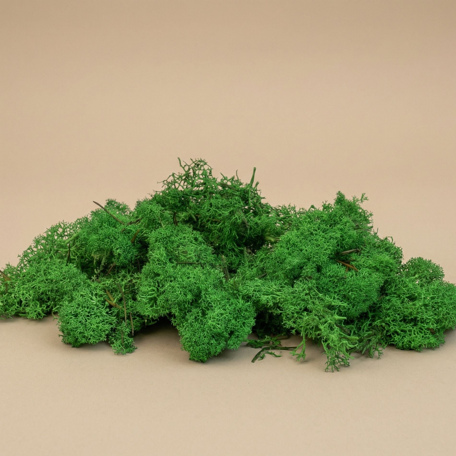 Decorative Reindeer Moss - Green - 1 Bag - 50G