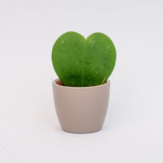 Steingrau Matt - Mini Plant Pot - Boule Pot Taupe - Ø 6 Cm ↑ 6 Cm