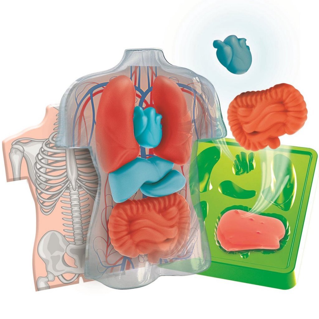 Clementoni Wetenschap &Amp; Spel Squishy Anatomie