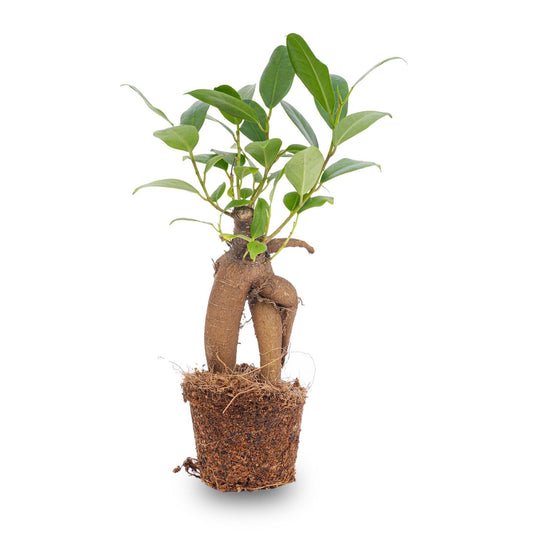 Ficus Ginseng Bonsai - Microcarpa - ↑ Ca. 15 Cm - Ø 6 Cm