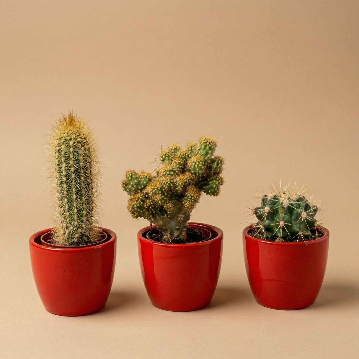 Cactus Set Of 3 With Red Mini Pot - Mixed Live Cacti - ↑ 8–12 Cm