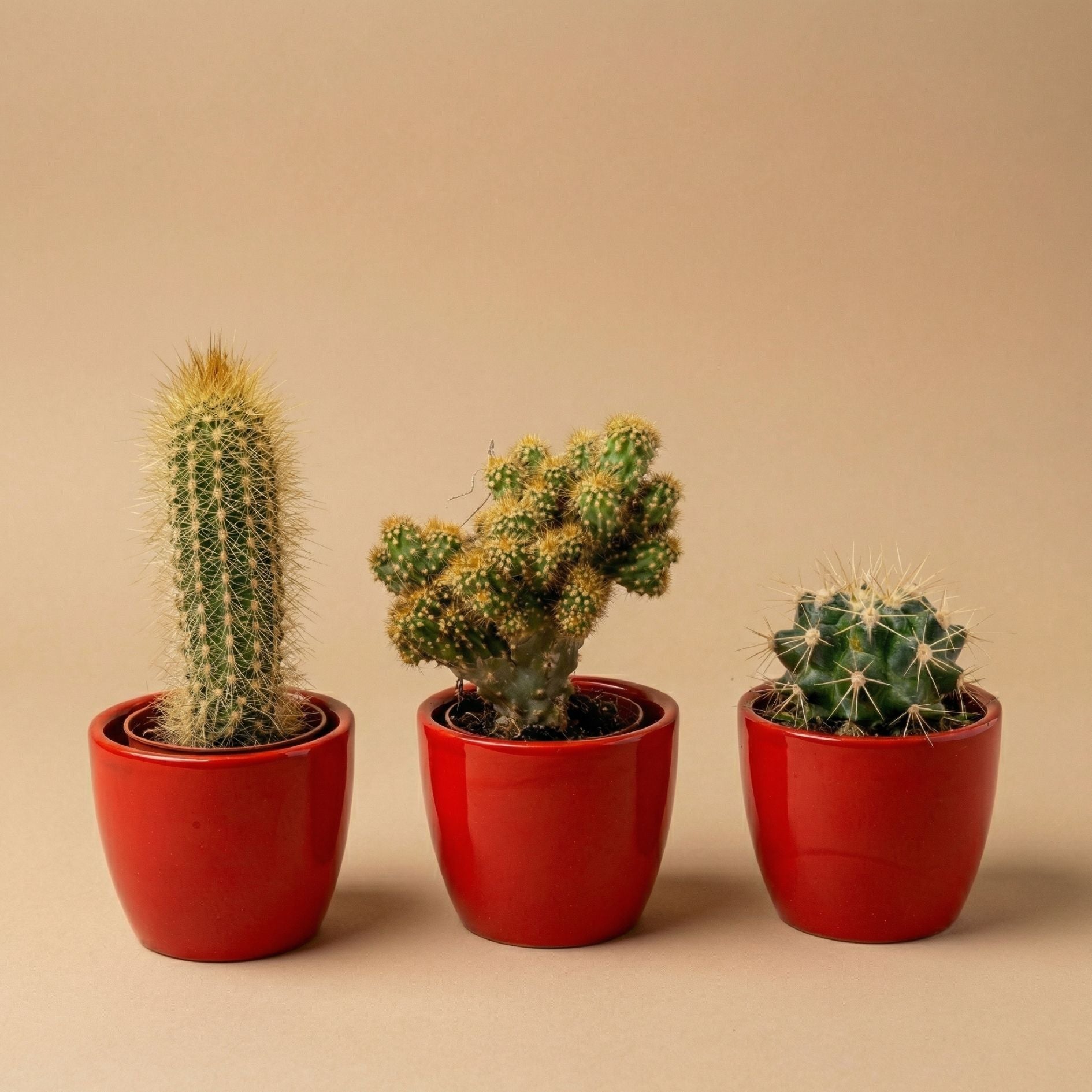 Cactus Set Of 3 With Red Mini Pot - Mixed Live Cacti - ↑ 8–12 Cm