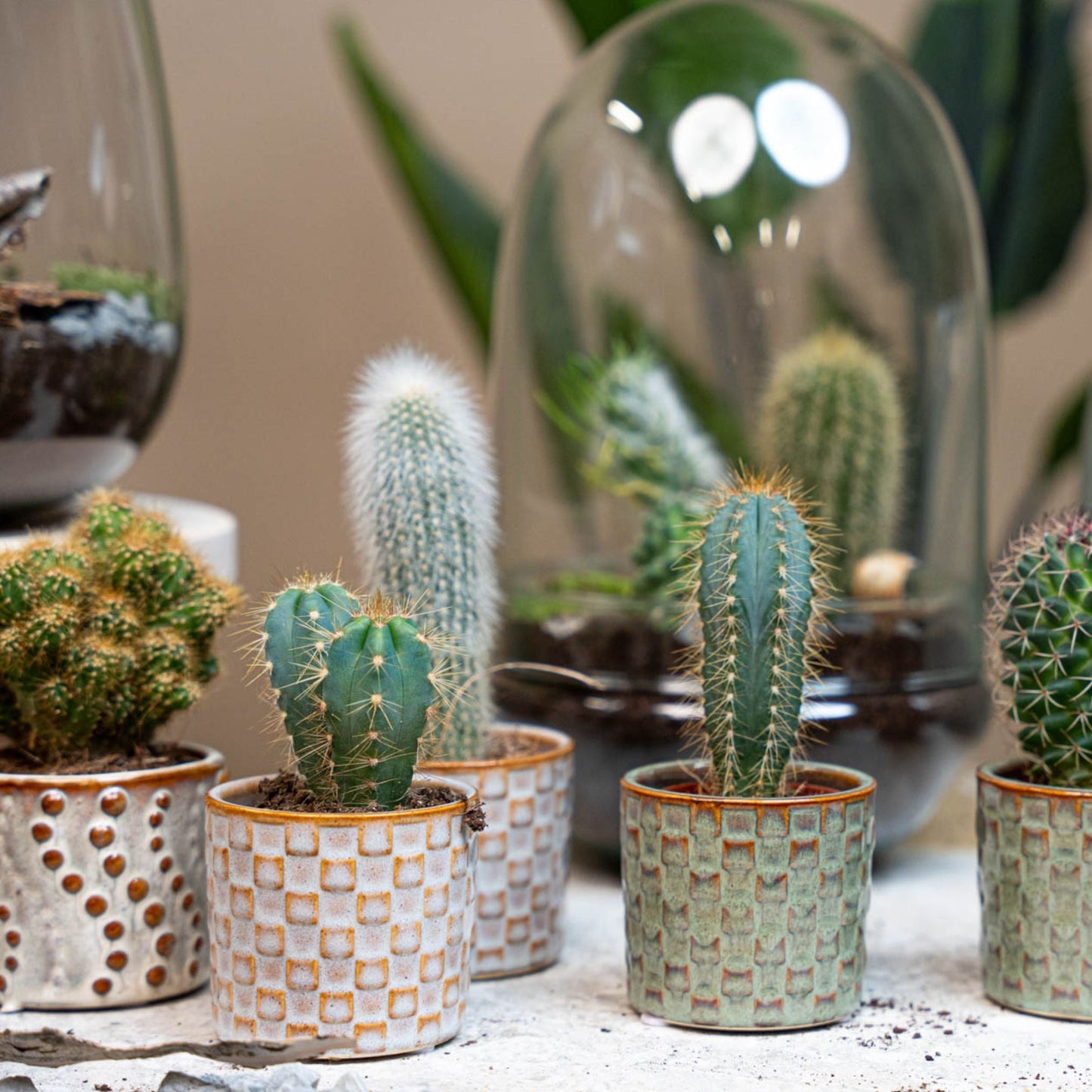 Cacti Set Of 6 In Ceramic Mini Pot Madrid - ↑ 8–12 Cm