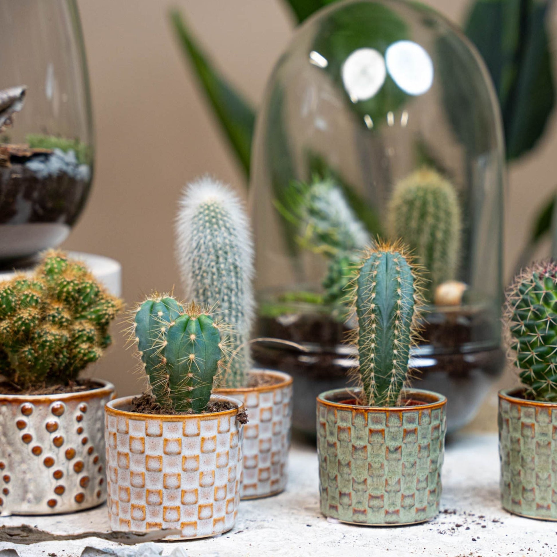 Cacti Set Of 6 In Ceramic Mini Pot Madrid - ↑ 8–12 Cm