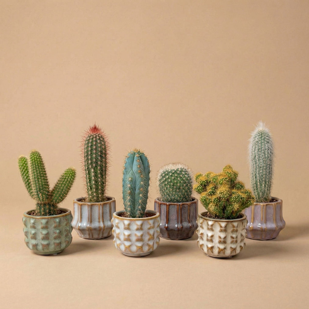 Cacti Set Of 6 In Ceramic Mini Pot San Juan - ↑ 8–12 Cm