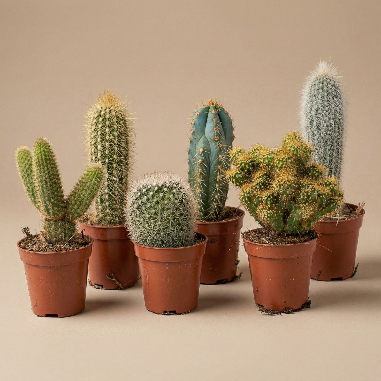 Cacti Set Of 6 In Ceramic Mini Pot Madrid - ↑ 8–12 Cm