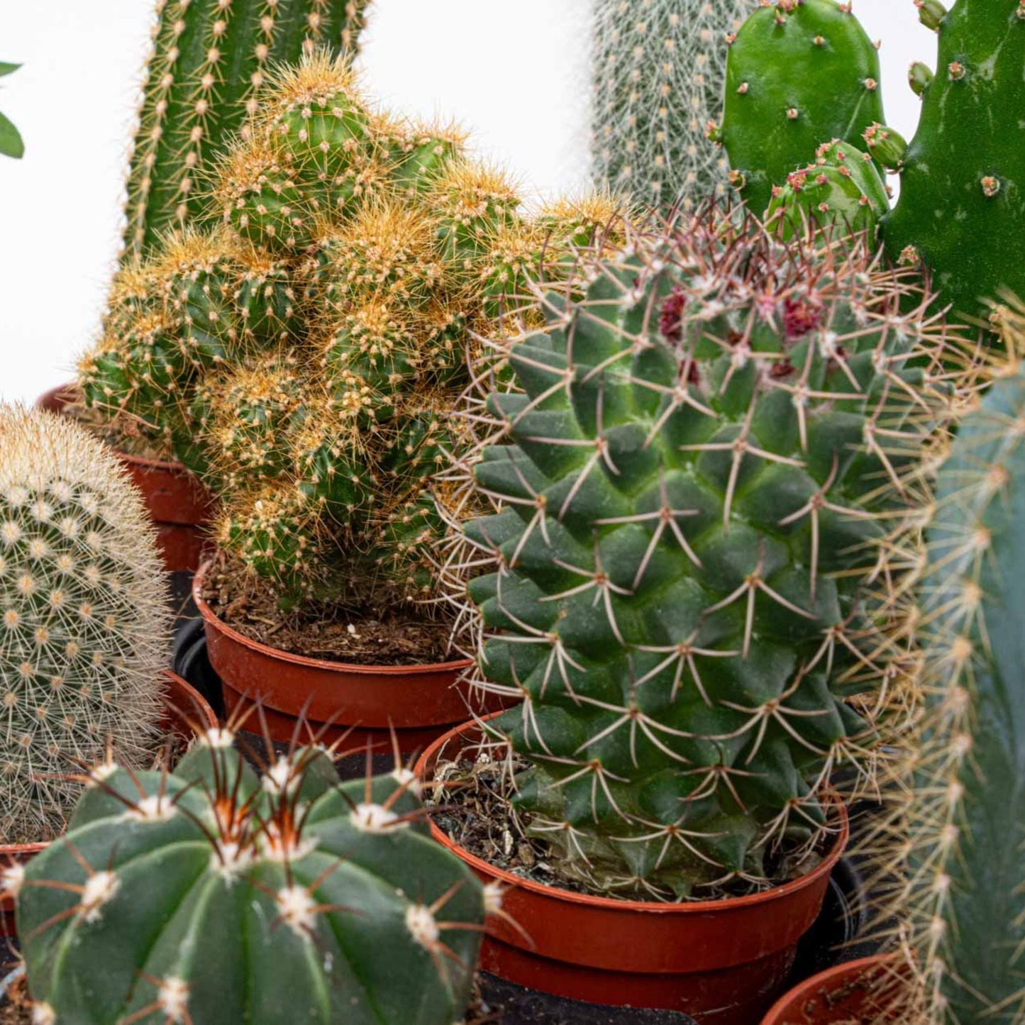 Cacti Set Of 6 In Ceramic Mini Pot Madrid - ↑ 8–12 Cm