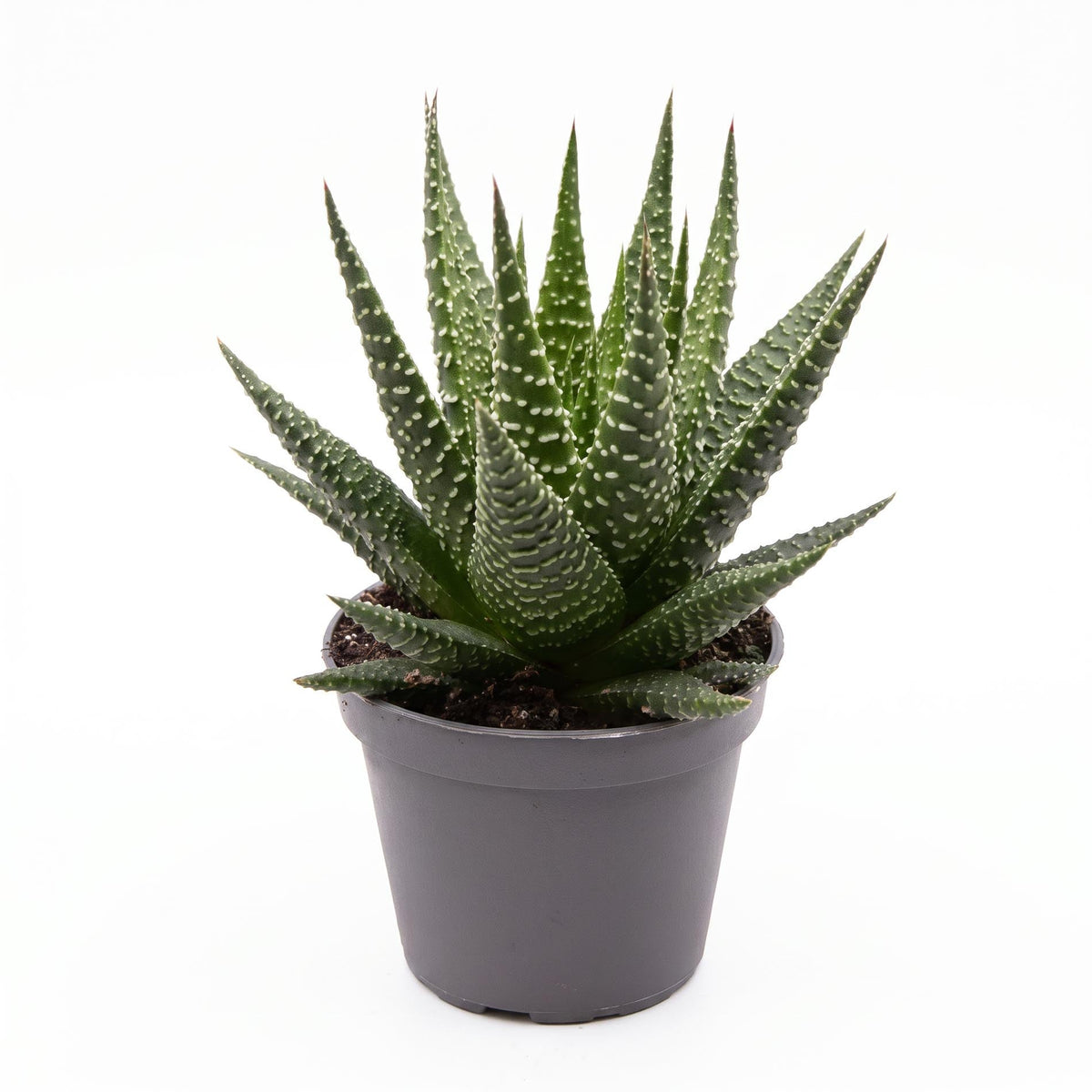 Haworthia Gasworthia - Mini Succulent - Potsize 5.5