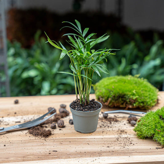 Mini-Palm - Cordyline Fruticosa 'Purple Compacta' - Terrarium Plant