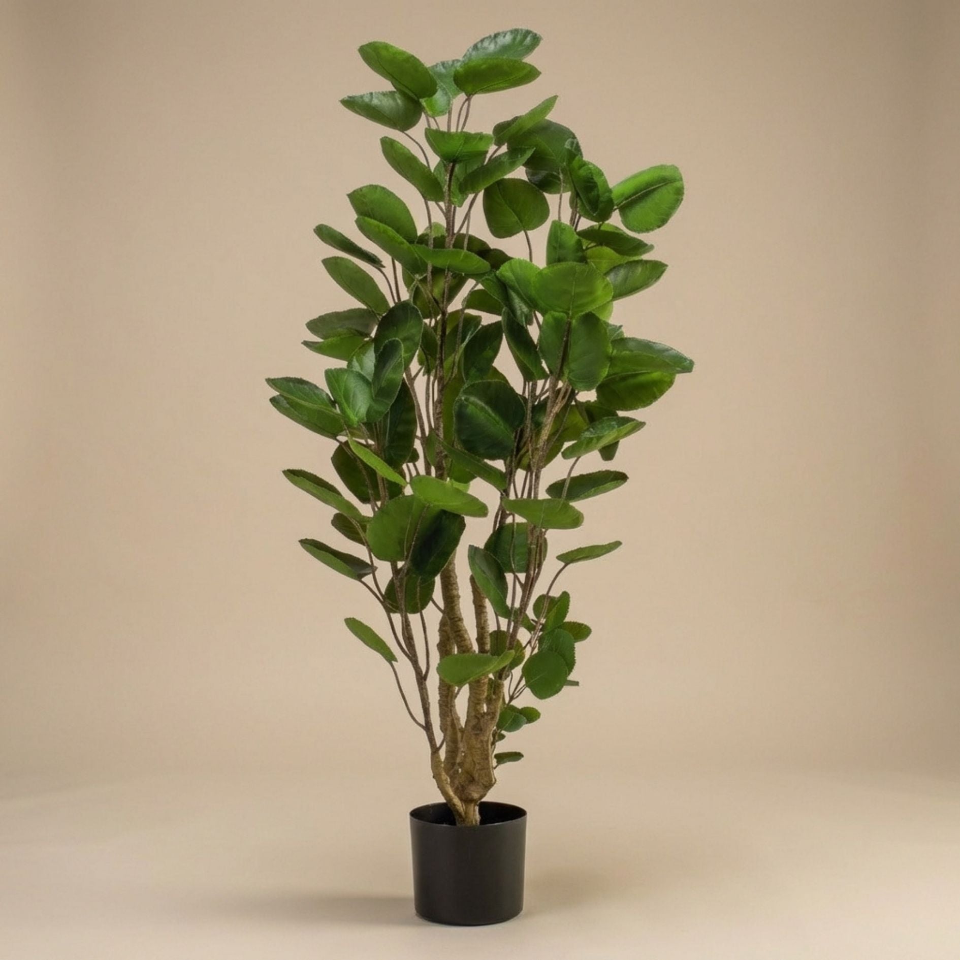 Polyscias Tree - 105 Cm - Artificial Plant