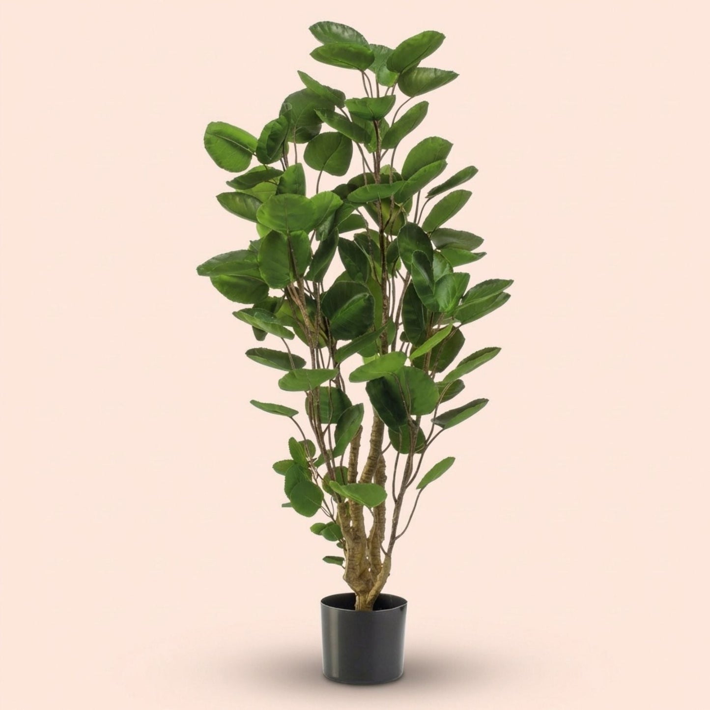 Polyscias Tree - 105 Cm - Artificial Plant