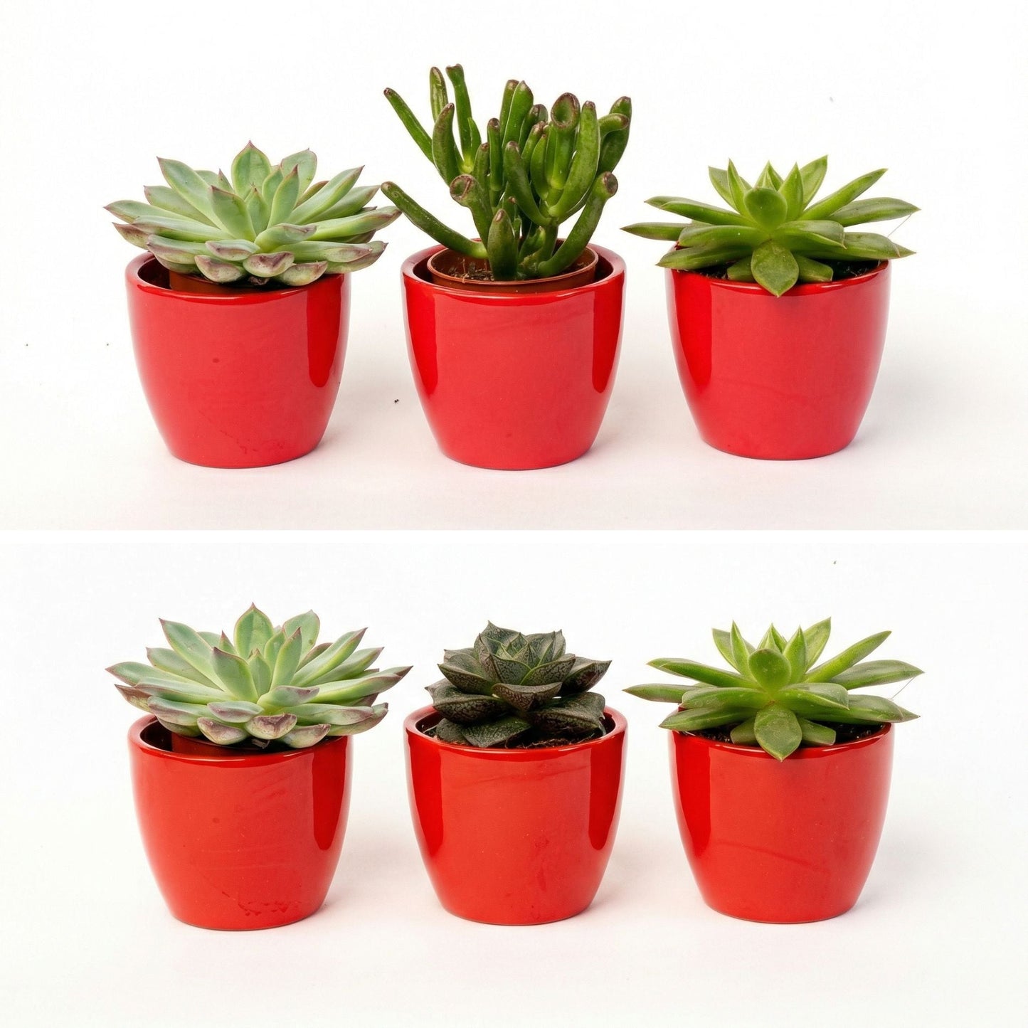 Succulents Set Of 3 With Red Mini Pot - Mixed Live Cacti - ↑ 8–12 Cm