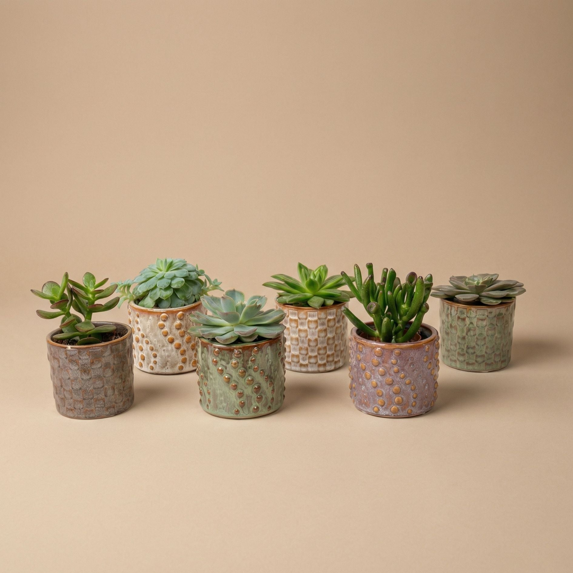 Succulents Set Of 6 In Ceramic Mini Pot Madrid - ↑ 8–12 Cm