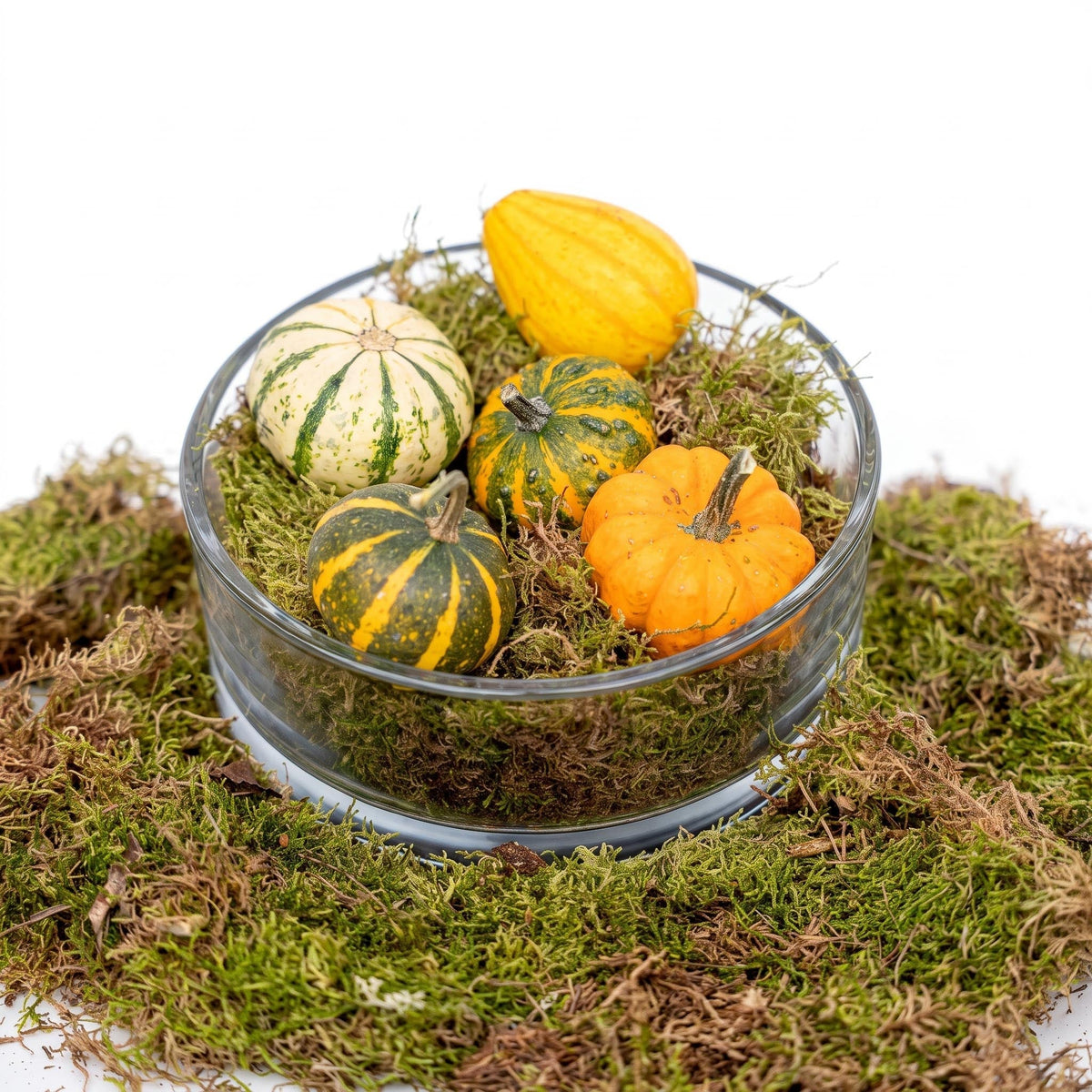 Autumn Bowl Pumpkin Medium - Glass With 5 Real Pumpkins, Moss