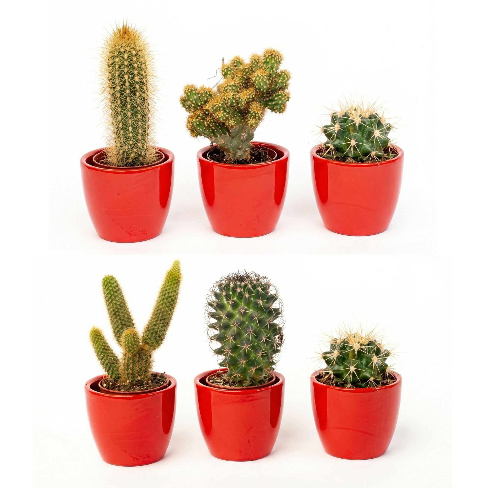 Cactus Set Of 3 With Red Mini Pot - Mixed Live Cacti - ↑ 8–12 Cm