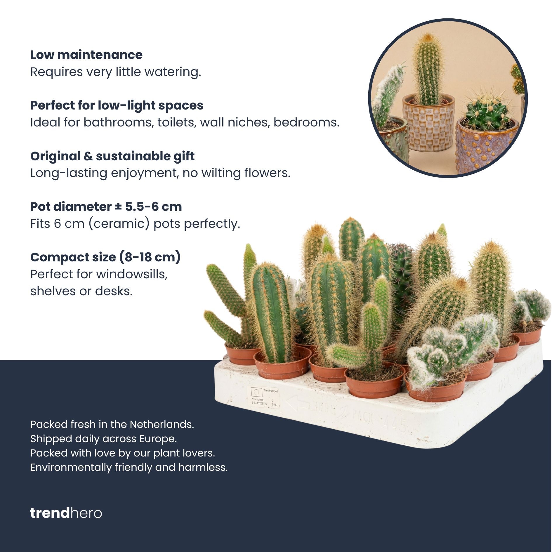 Cacti Set Of 6 In Ceramic Mini Pot Madrid - ↑ 8–12 Cm