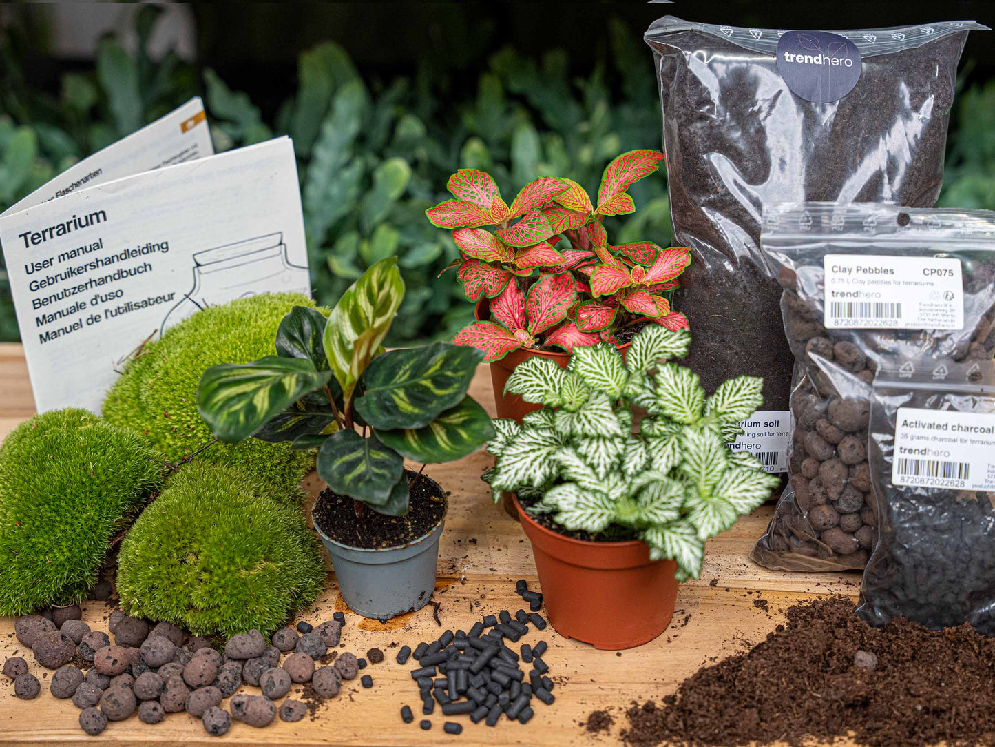 Calathea Makoyana - Plant Terrarium Refill & Starter Kit - 3 Terrarium Plants - Diy