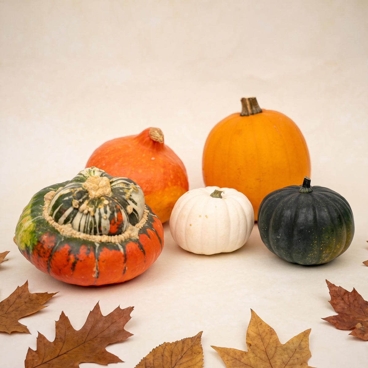 Pumpkin Set Xl - Real - 5 Pcs - Turk's Turban, Hokkaido & More