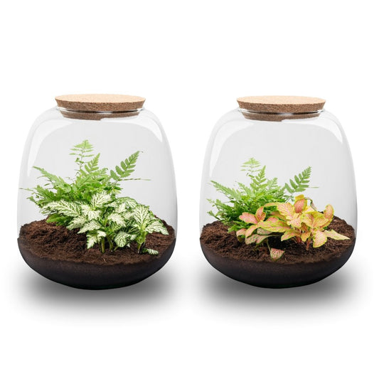 Emma Mini - Terrarium With Cork - Bottle Garden Diy Kit - Ø 19 Cm ↑ 20 Cm