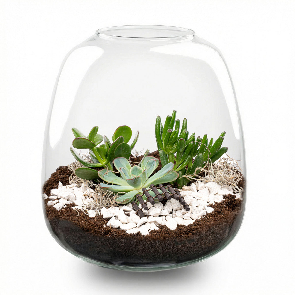Emma Succulent - Open Terrarium - Bottle Garden Diy Kit - Ø 23 Cm ↑ 25 Cm