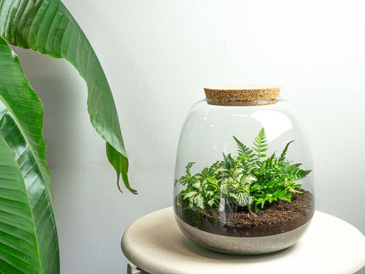 Terrarium Emma Mini - ↑ 20 Cm - Ø 19 Cm - Relatiegeschenk
