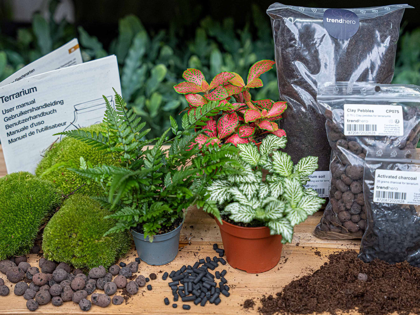 Fern - Plant Terrarium Refill & Starter Kit - 3 Terrarium Plants - Diy