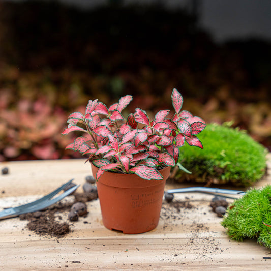 Fittonia Red - Mosaic Plant