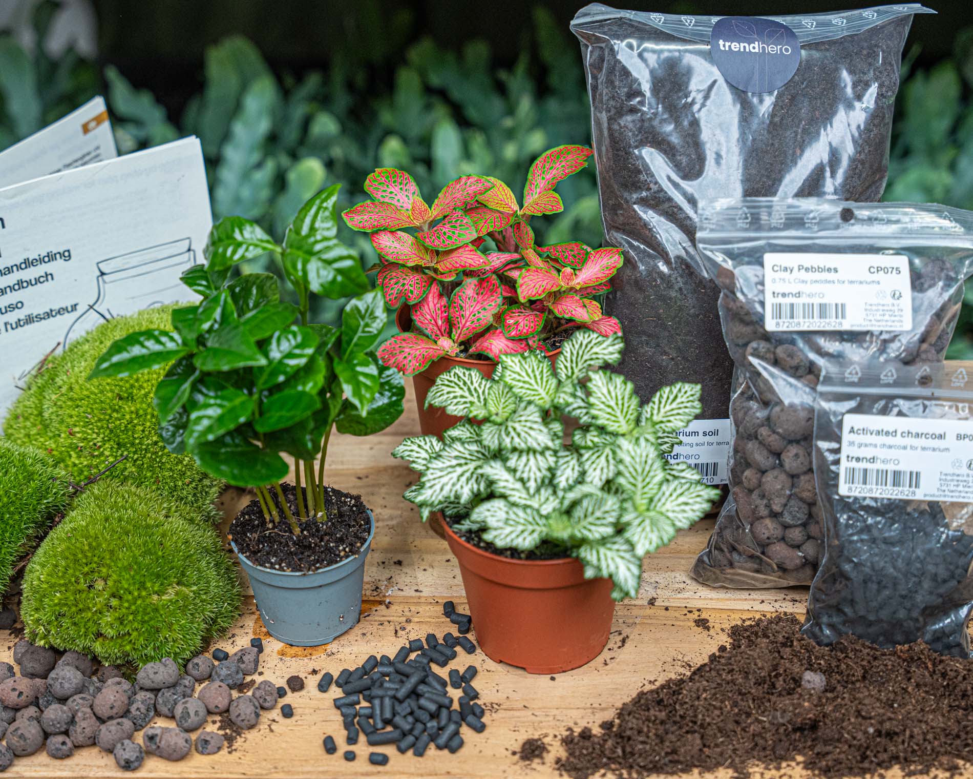 Coffea Arabica - Plant Terrarium Refill & Starter Kit - 3 Terrarium Plants - Diy