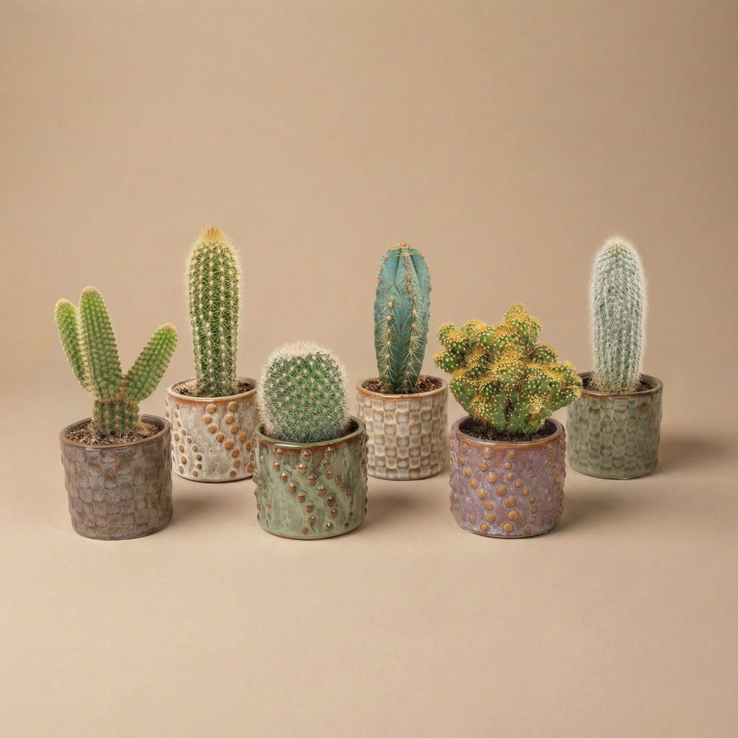 Cacti Set Of 6 In Ceramic Mini Pot Madrid - ↑ 8–12 Cm