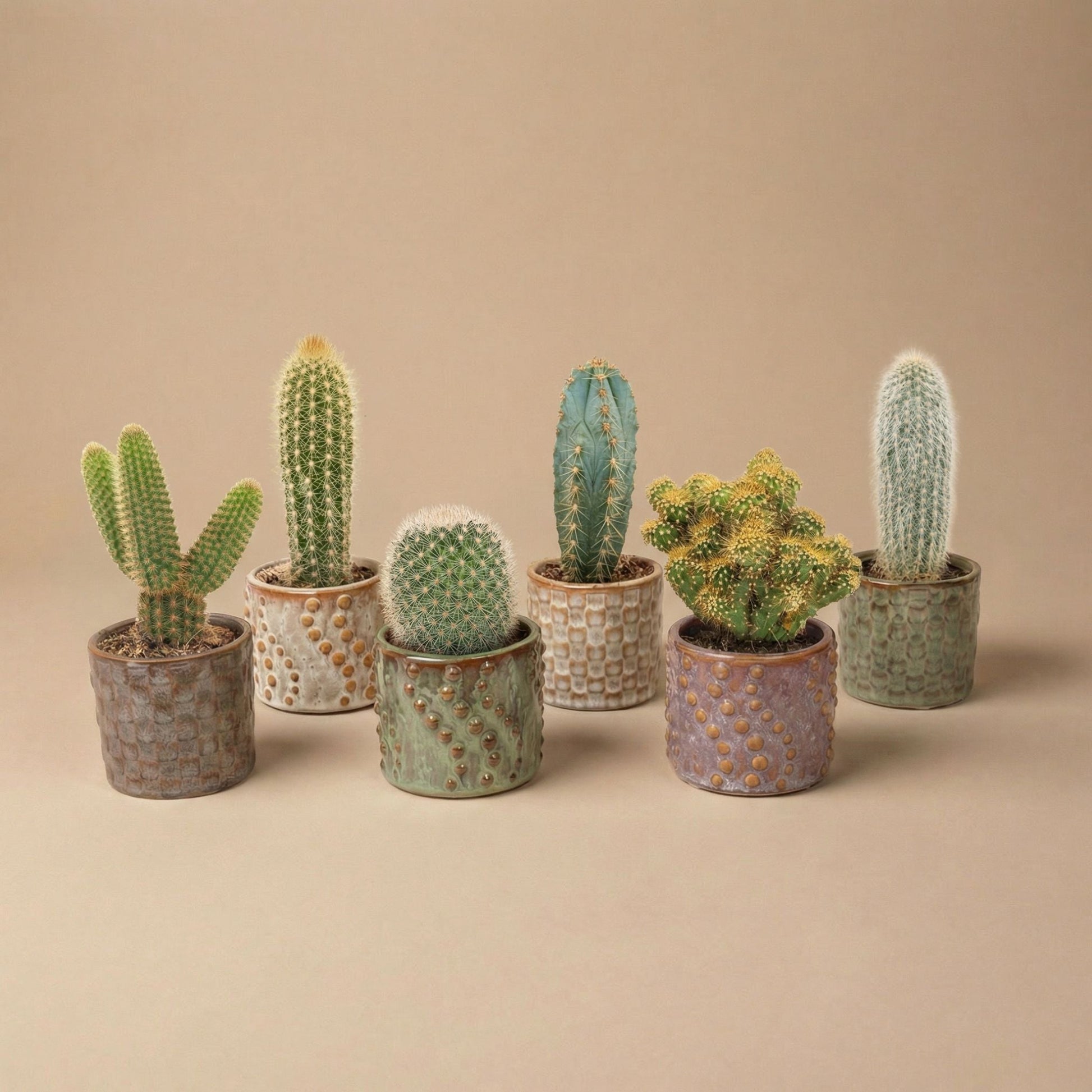 Cacti Set Of 6 In Ceramic Mini Pot Madrid - ↑ 8–12 Cm