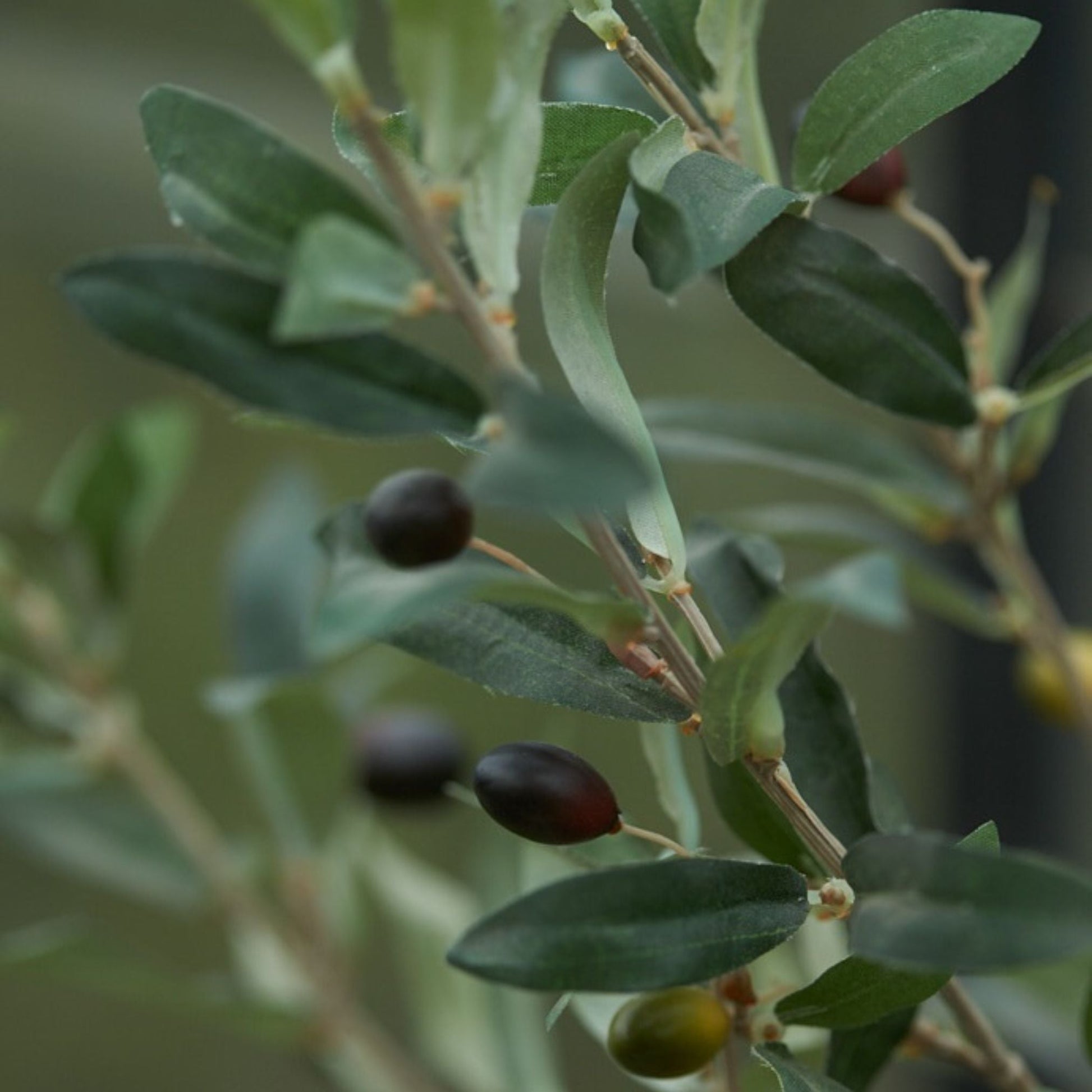 Olive Mini Tree In Pot 65Cm – Artificial Plant