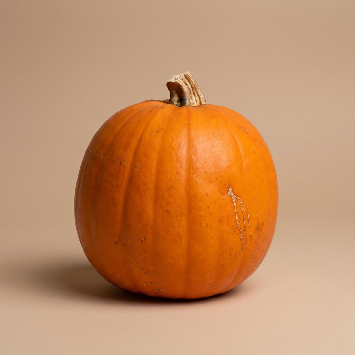 Halloween Pumpkin - Orange - Real - Ø Approx. 16 Cm - Approx. 1,4 Kg