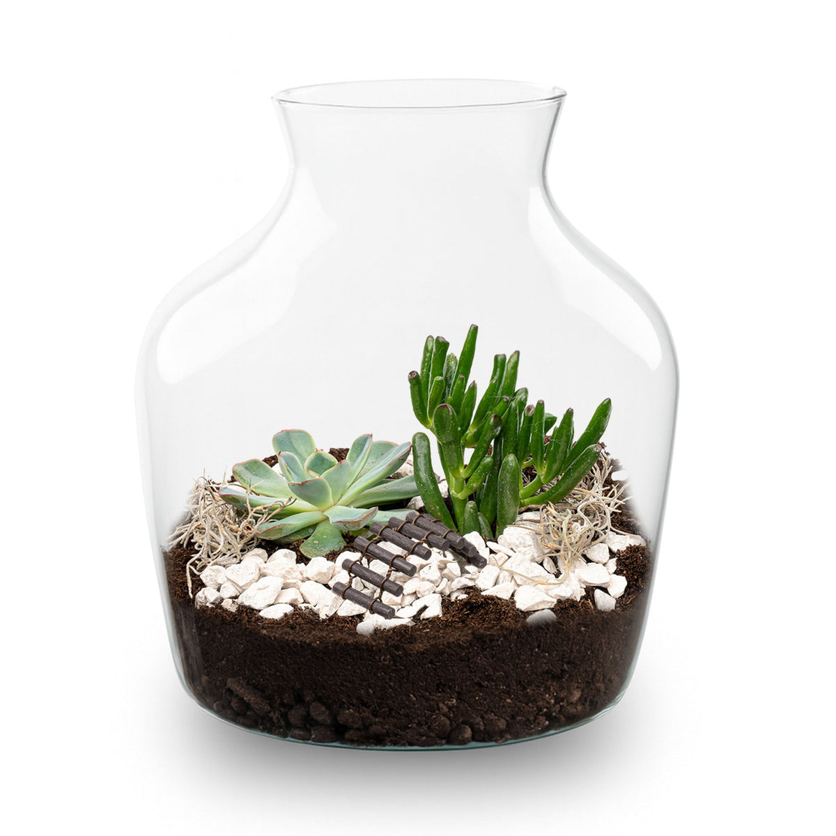 Little Joe Succulent - Open Terrarium - Bottle Garden Diy Kit - Ø 20 Cm ↑ 22 Cm