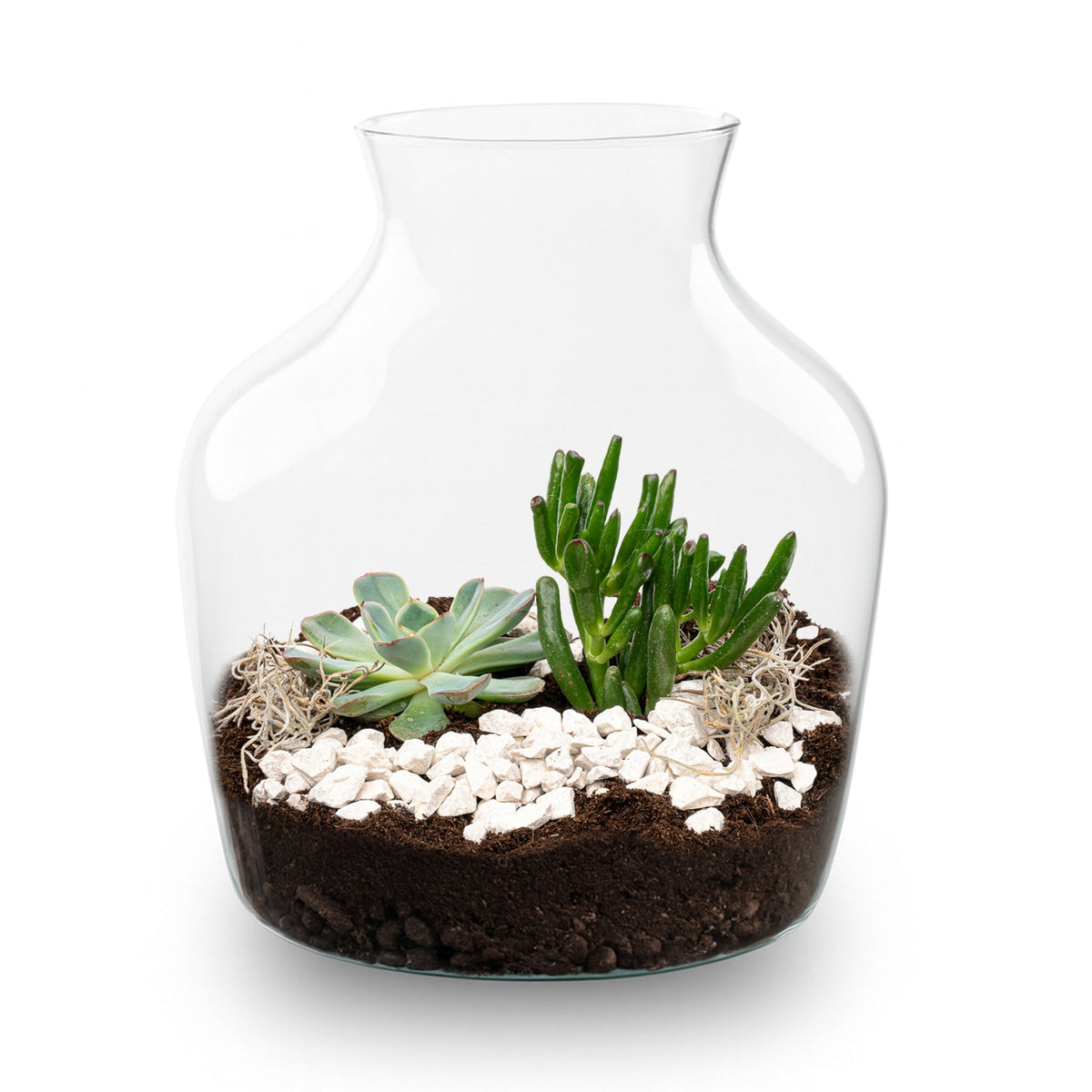 Little Joe Succulent - Open Terrarium - Bottle Garden Diy Kit - Ø 20 Cm ↑ 22 Cm